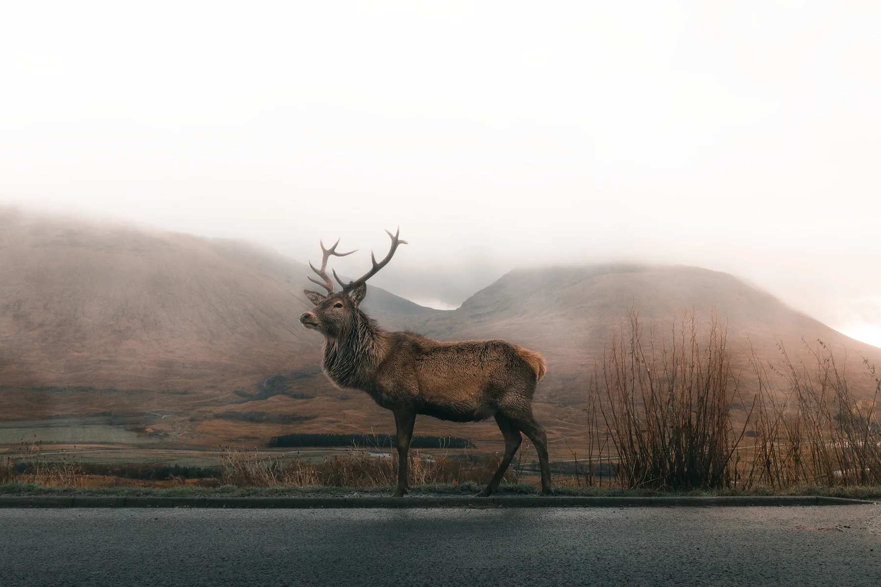 A buck standing in the foggy plains