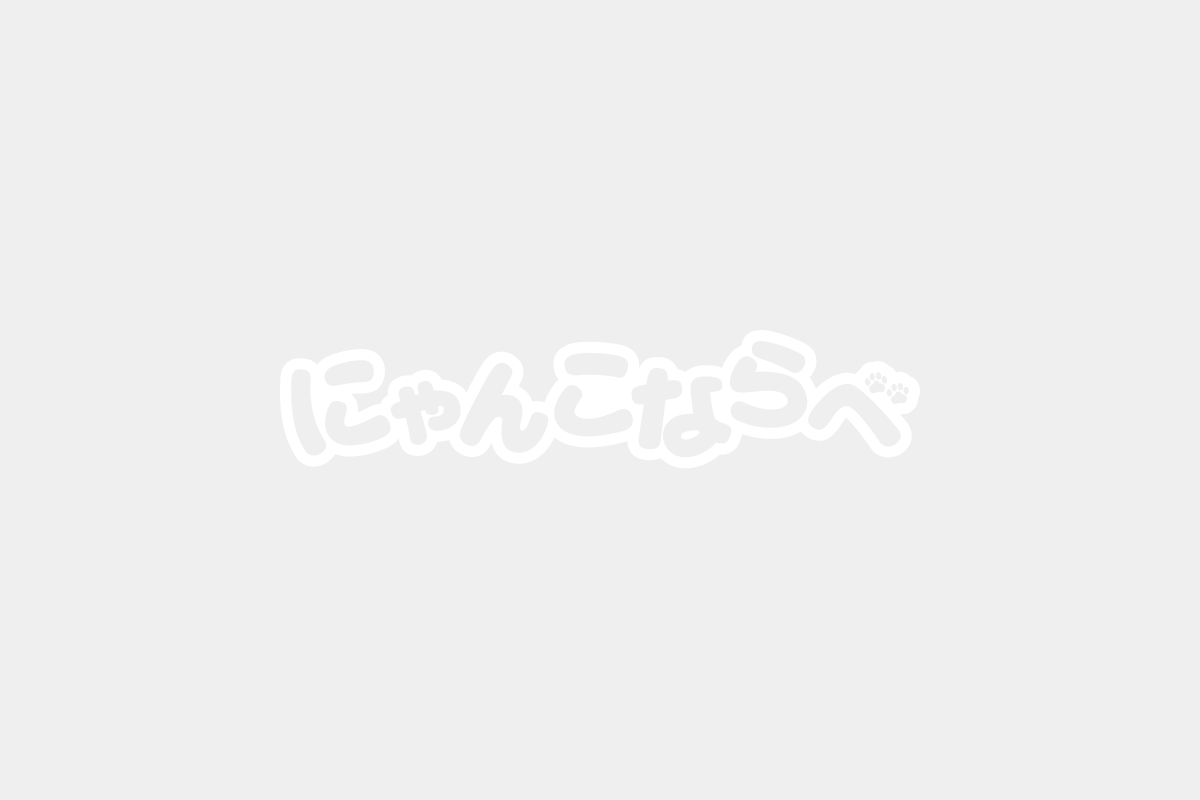 たちぶんまつりで「にゃんこならべ」体験会！