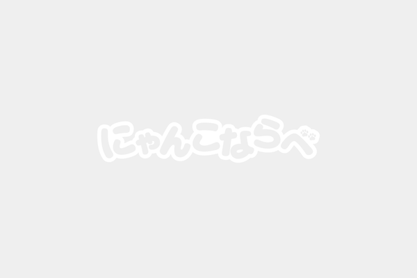 たちぶんまつりで「にゃんこならべ」体験会！