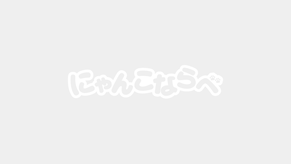 たちぶんまつりで「にゃんこならべ」体験会!