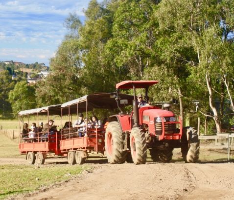 Calmsley Hill City Farm 