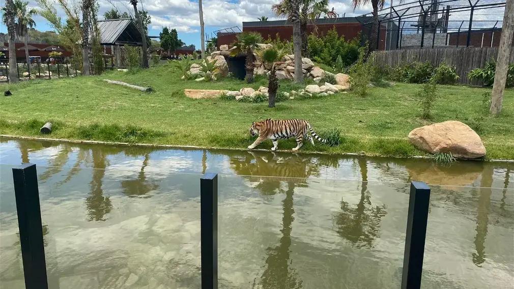 Tigers in a Zoo