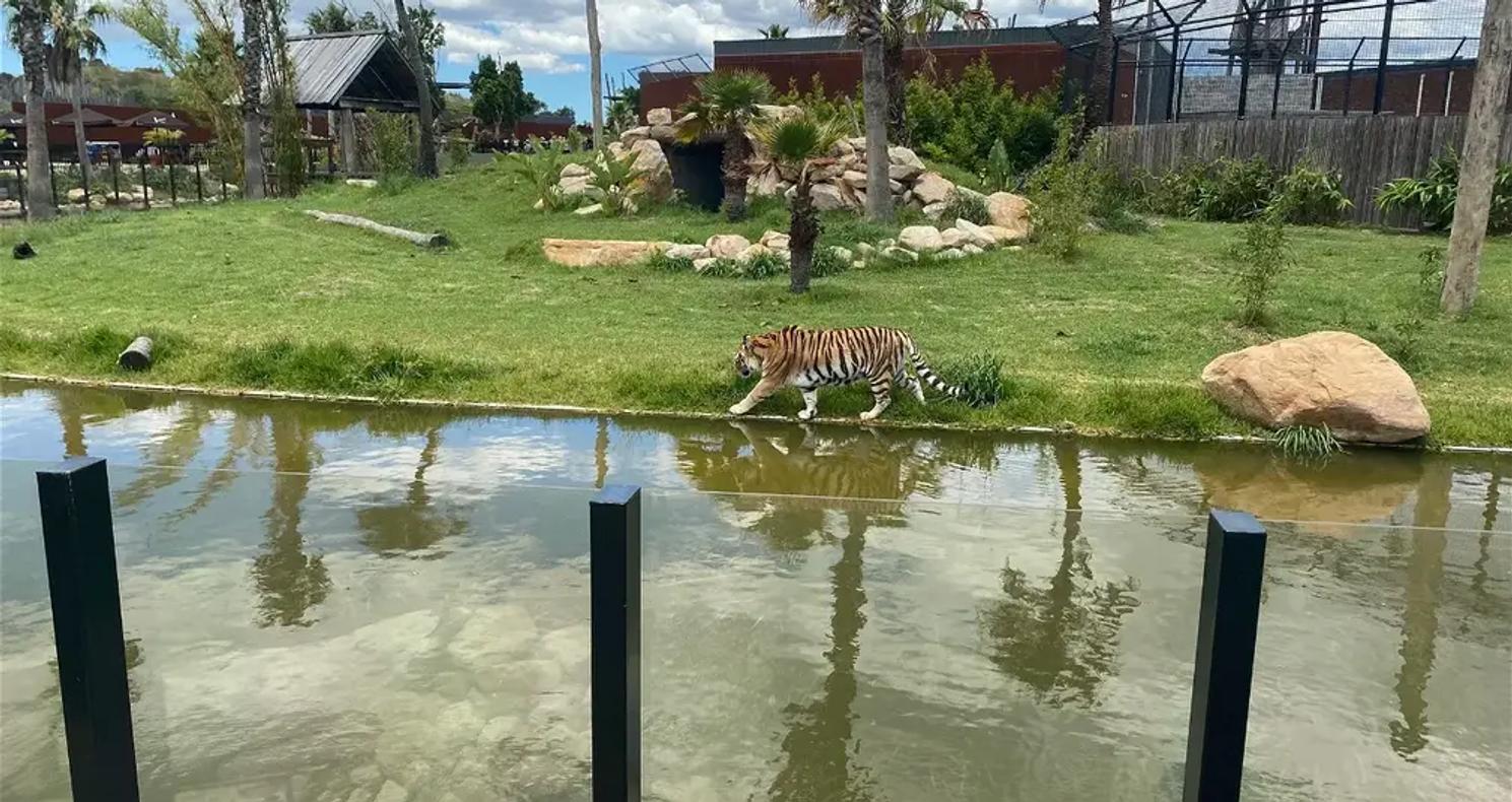 Tigers in a Zoo