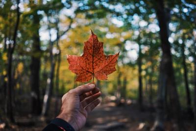 Canadian Canada Nature Forest