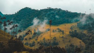 valle del cocora, salento, colombia, niebla y palma de cera