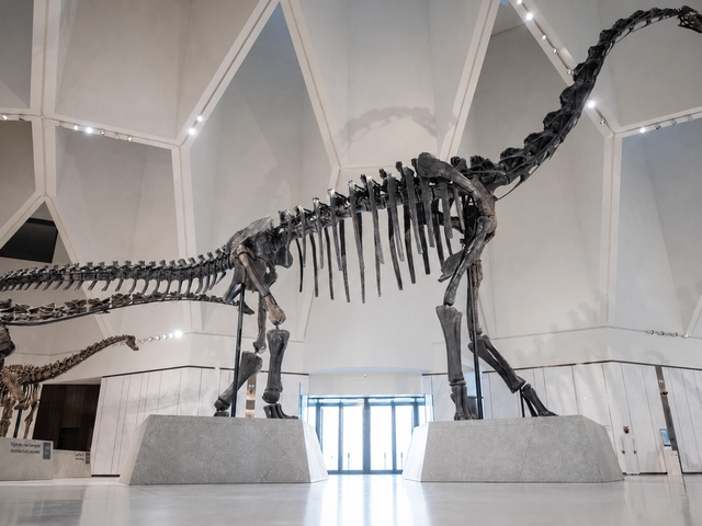 Natural History Museum’s Permanent Collection