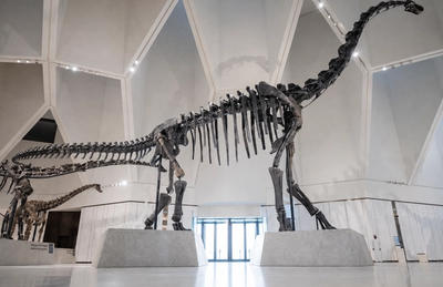 Natural History Museum’s Permanent Collection
