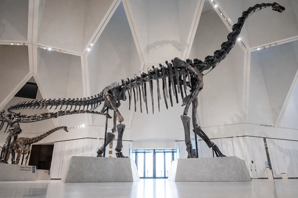 Natural History Museum’s Permanent Collection