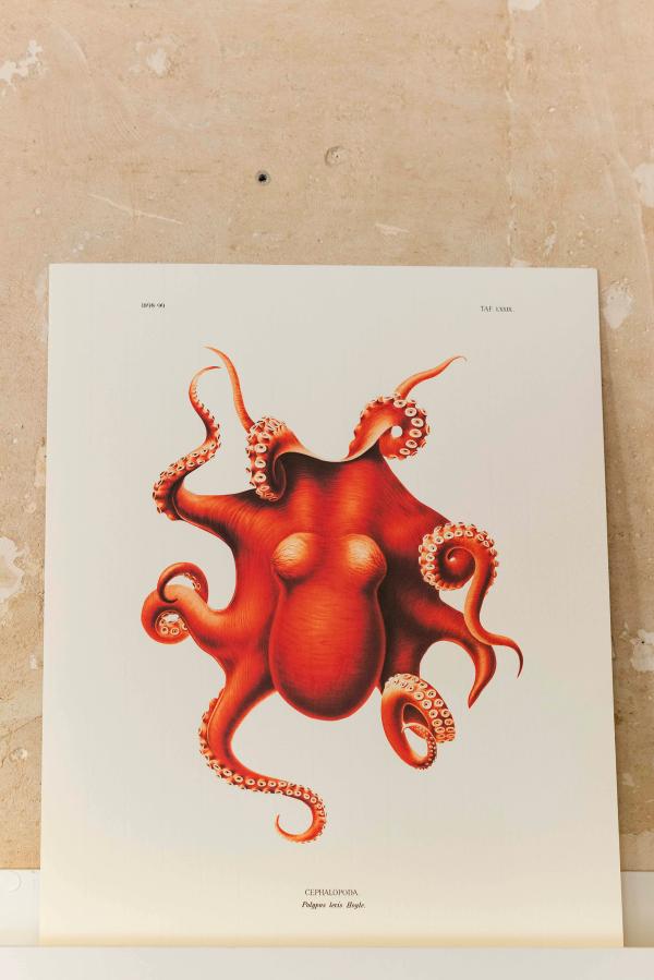 Affiche "Cephalopoda"