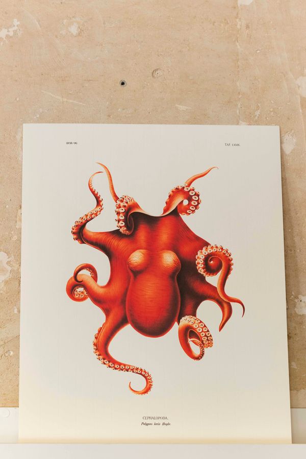 Affiche "Cephalopoda"