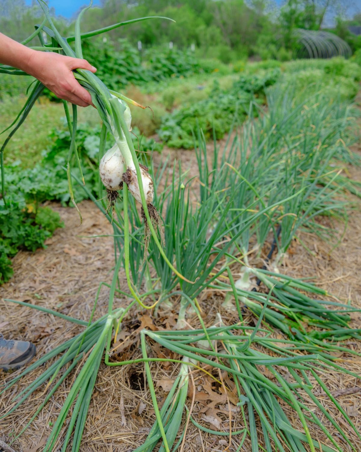 A hand holds up freshly pulled onions over a row of onions growing in straw mulch