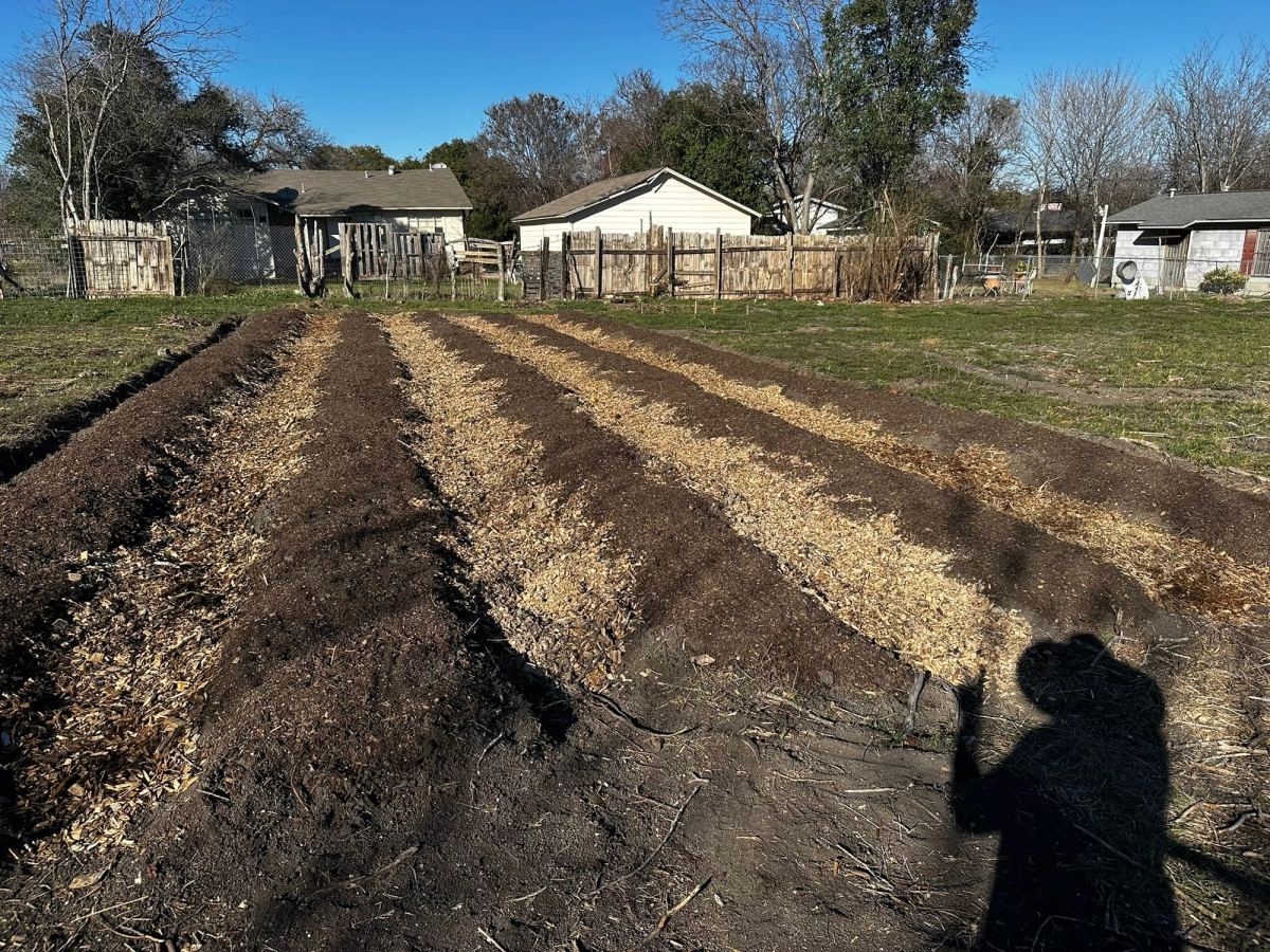 Newly built rows of the market garden, dark compost alternating with wood-chip paths, under a clear winter sky