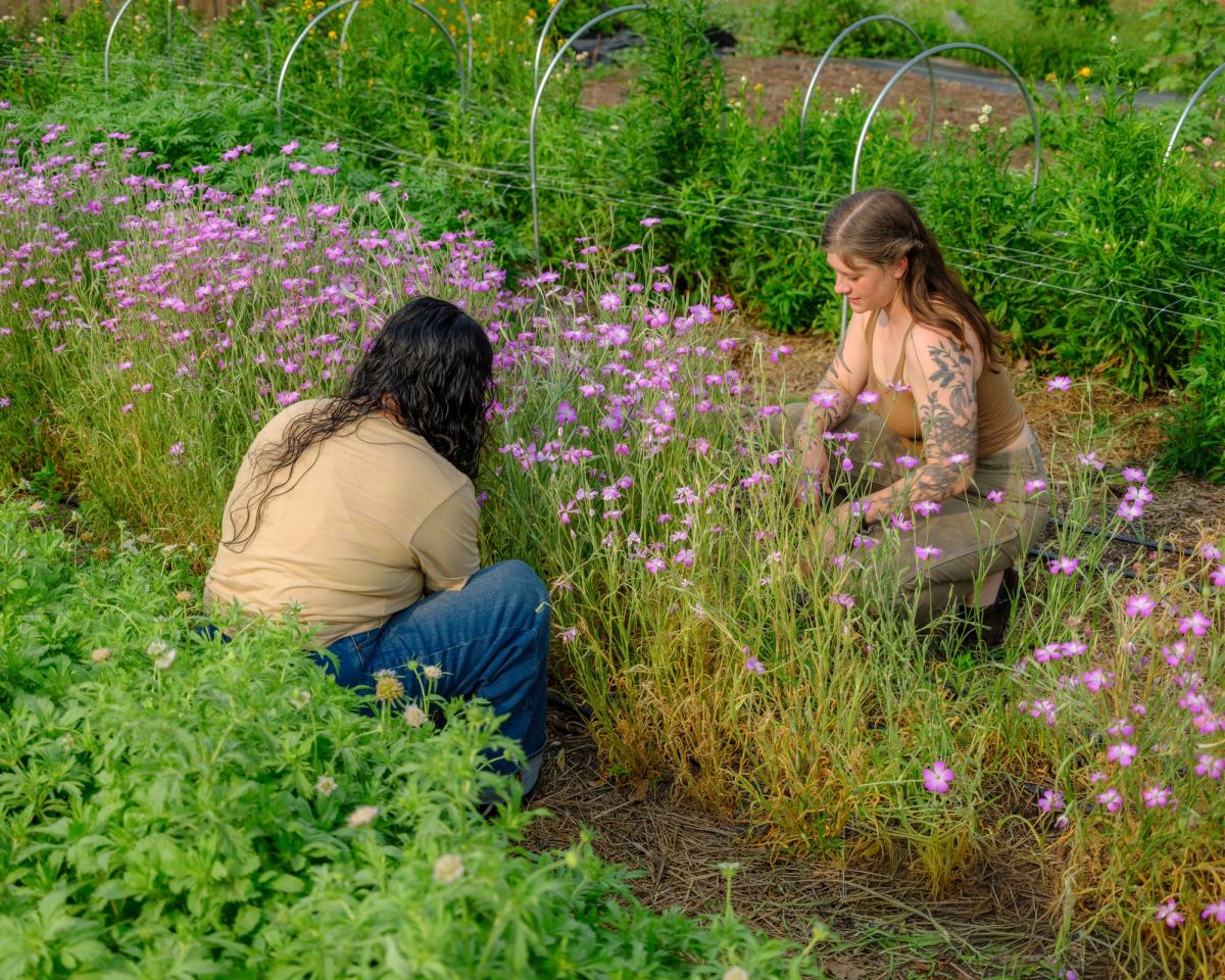 Two women kneel among pink flowers in the garden, cutting stems, with wire hoops over the rows behind them