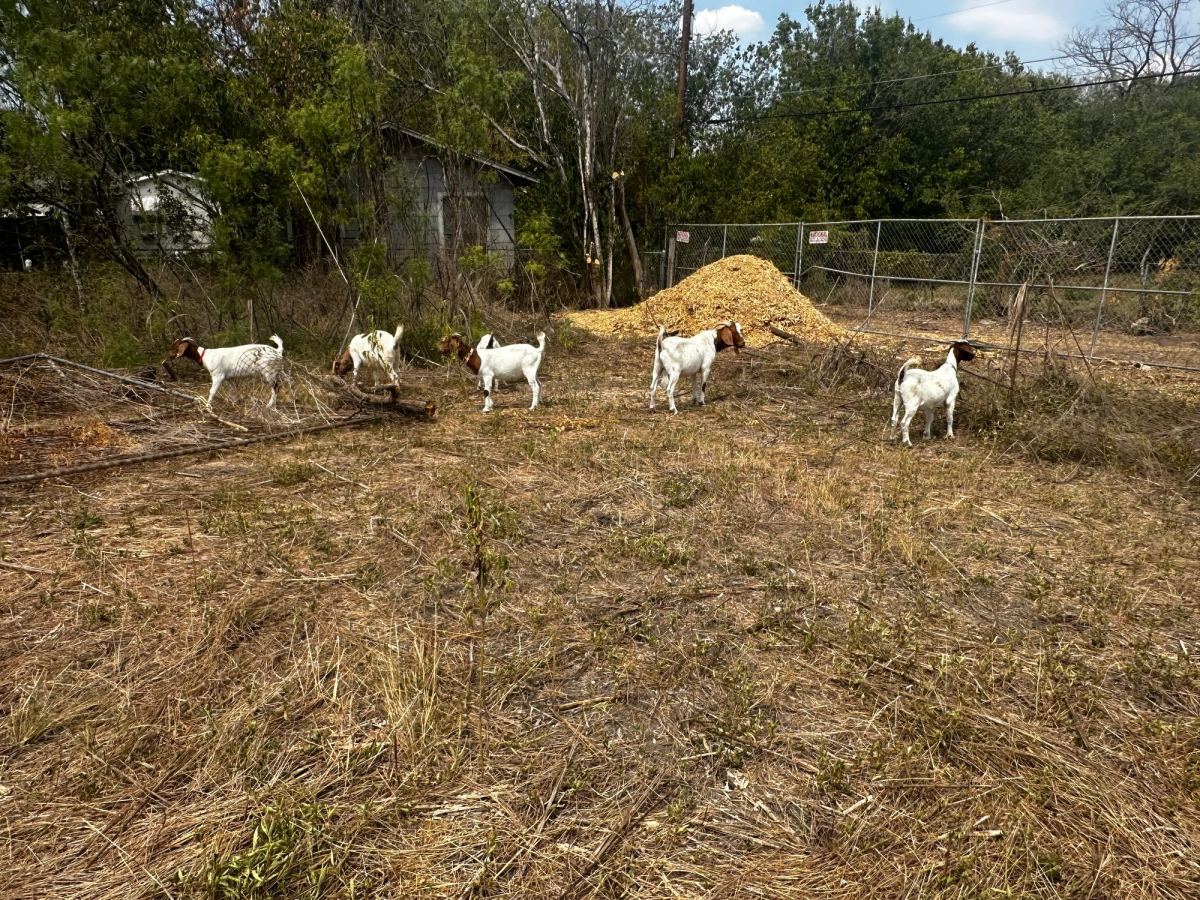 Five white and brown goats on dry grass, with a mound of wood chips and a chain-link fence behind them
