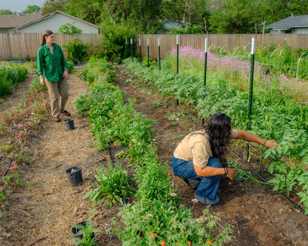Two women in the market garden: one crouches to tend a staked row of plants along the drip line, the other stands in the straw path between the beds, with pink flowers and a wooden fence behind them