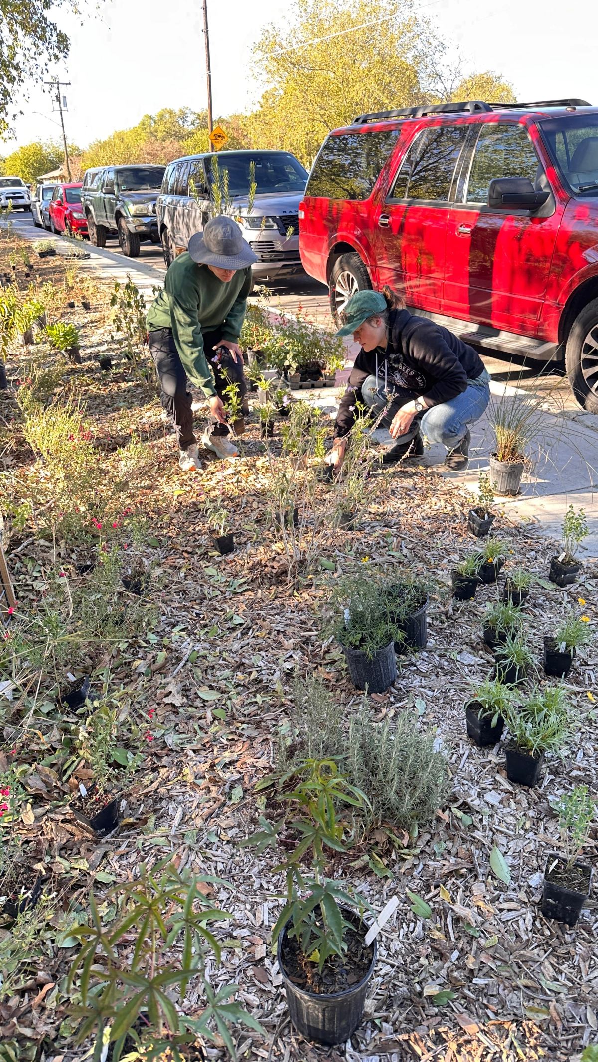 Two people set out potted native plants in a mulched bed along the street