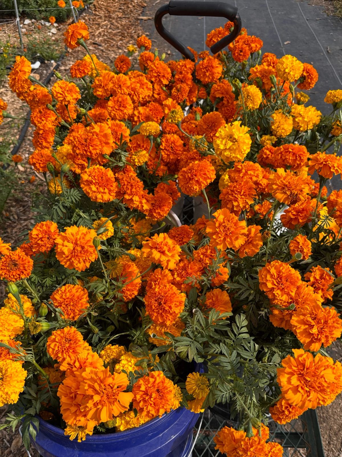 A blue bucket overflowing with freshly cut orange and yellow marigolds
