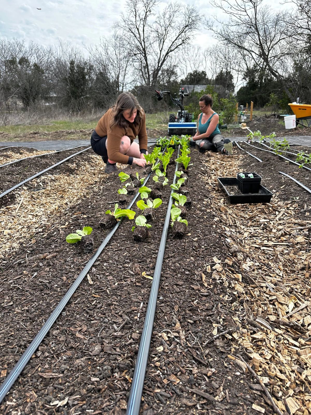 Two women kneel at the far end of a new bed, setting out leafy green seedlings between the drip lines, with bare winter trees behind them