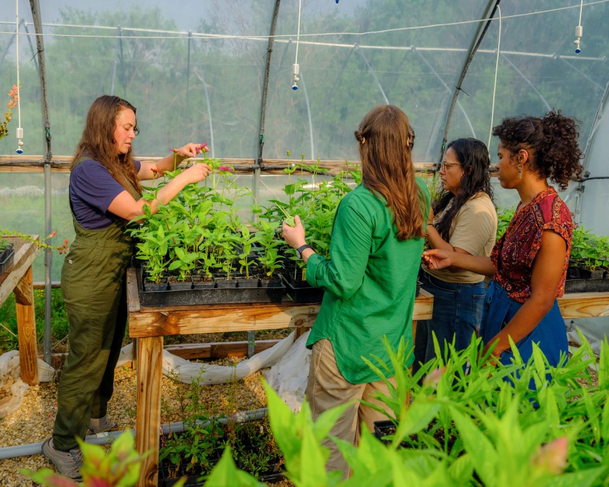 Four women tend trays of zinnia seedlings on a bench inside the hoophouse
