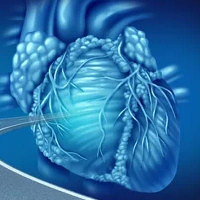 An illustration of the heart.