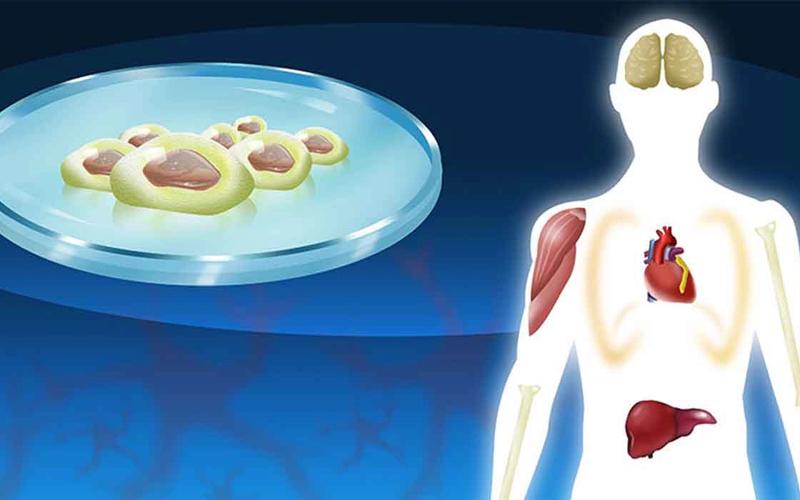 What is regenerative medicine?