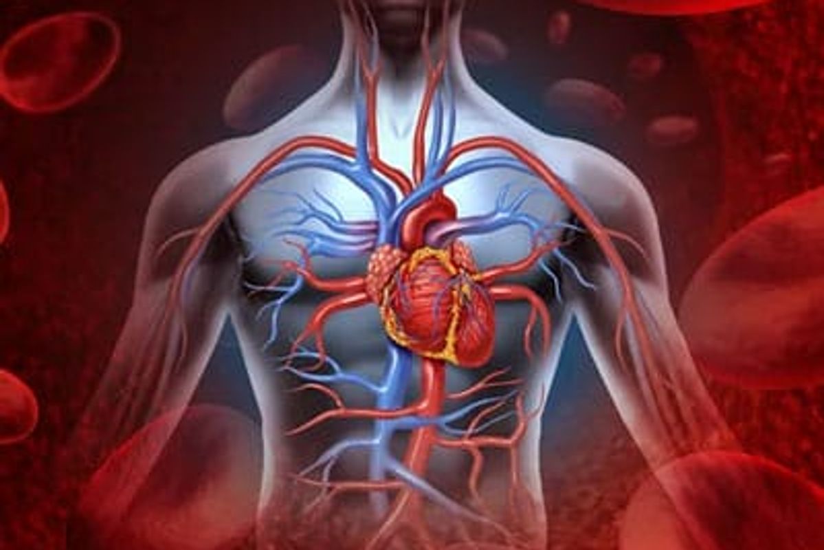 An illustration of the heart and surrounding vessels and veins.