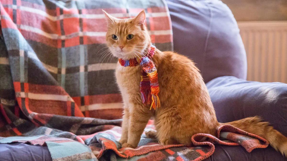 Bob the cat sitting upright on a sofa in a knitted scarf inside James Bowen's flat.