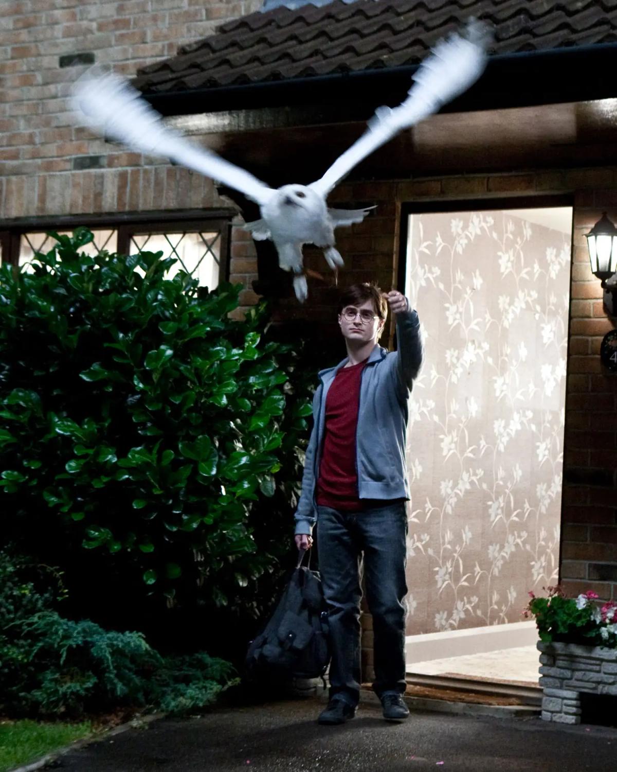 Hedwig flies out of her cage with wings spread while Harry Potter (Daniel Radcliffe) stands beneath her outside the house at Privet Drive.