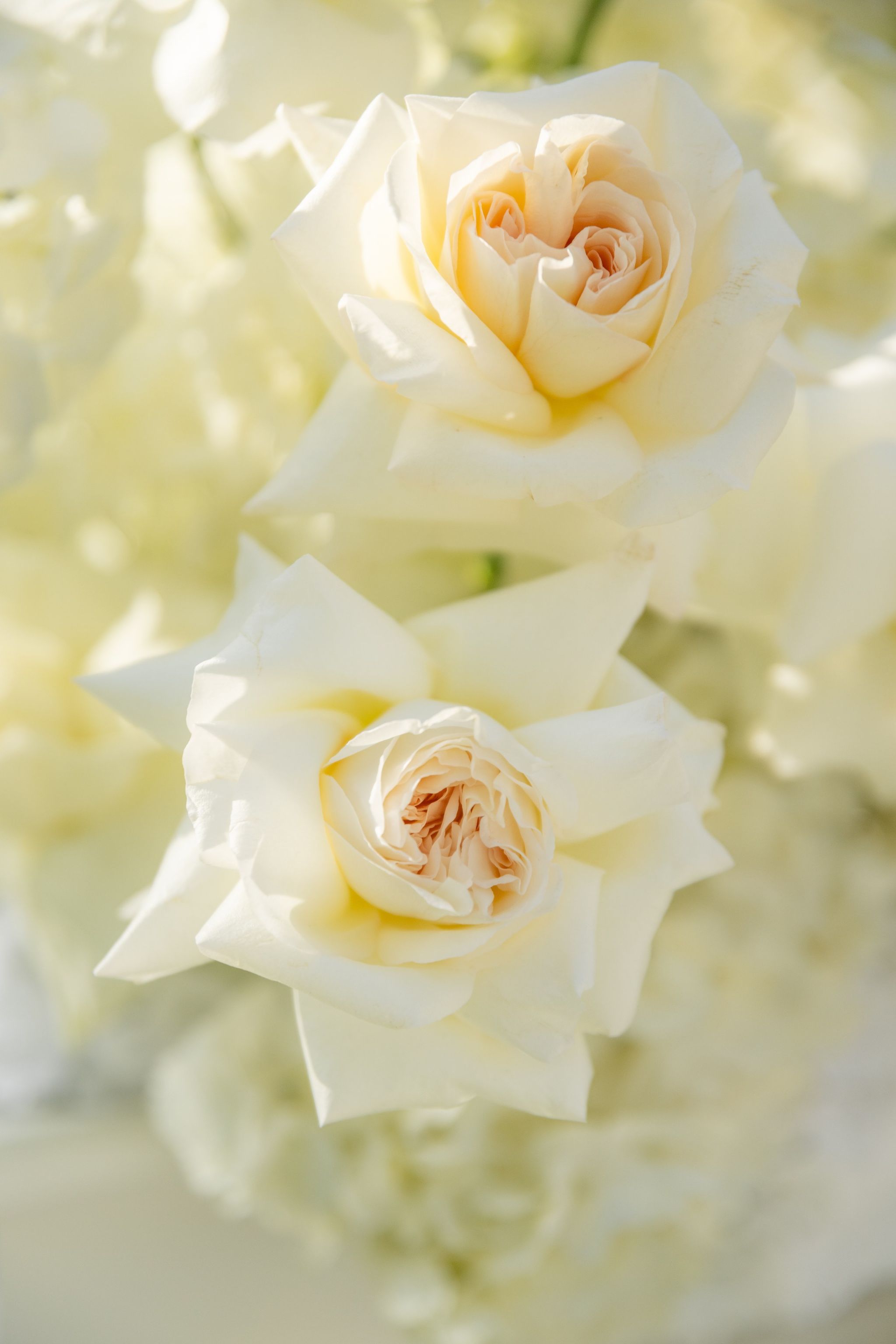 Two cream garden roses with blush centres, close-up against white hydrangea