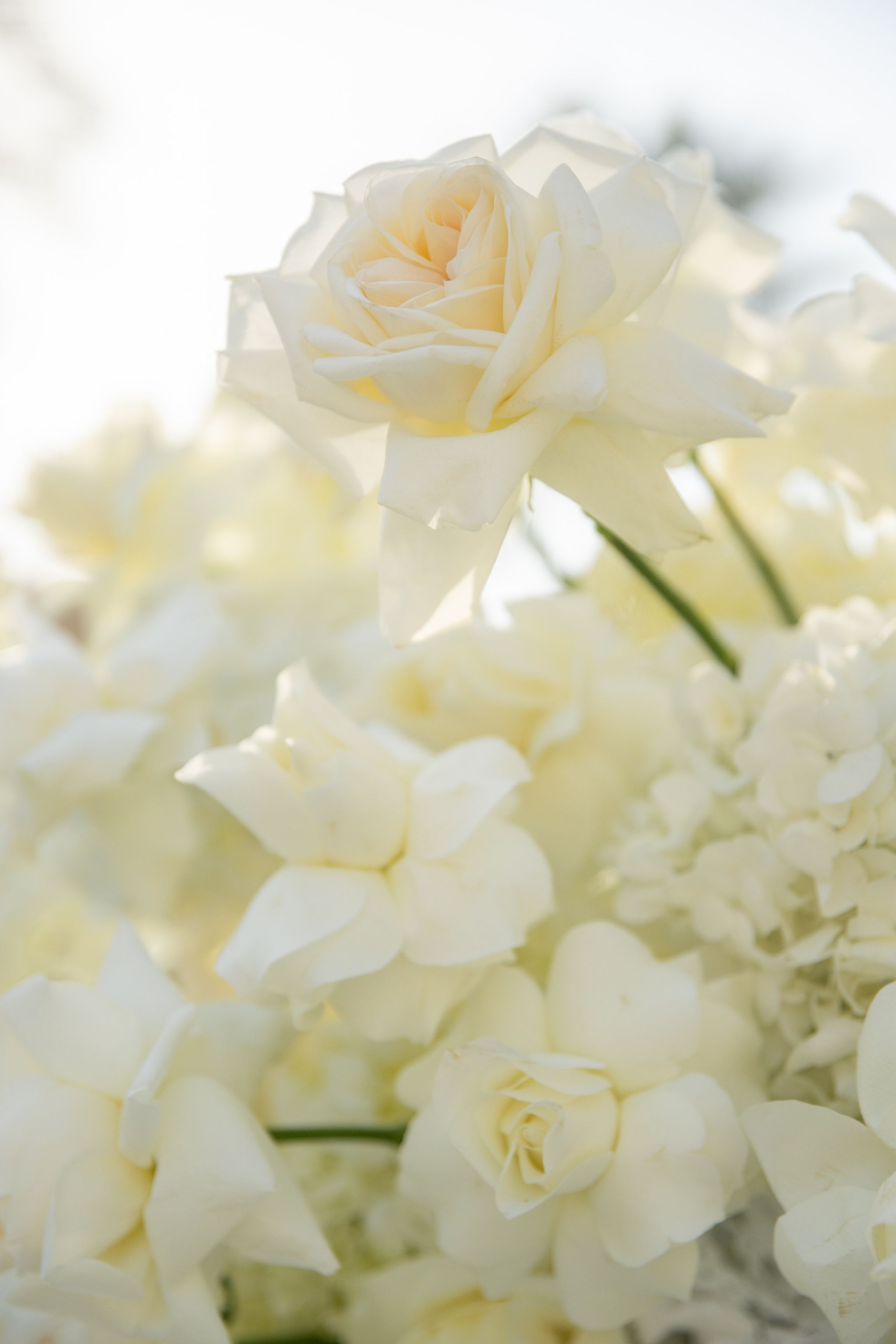 Single ivory rose above a bank of white roses and hydrangeas