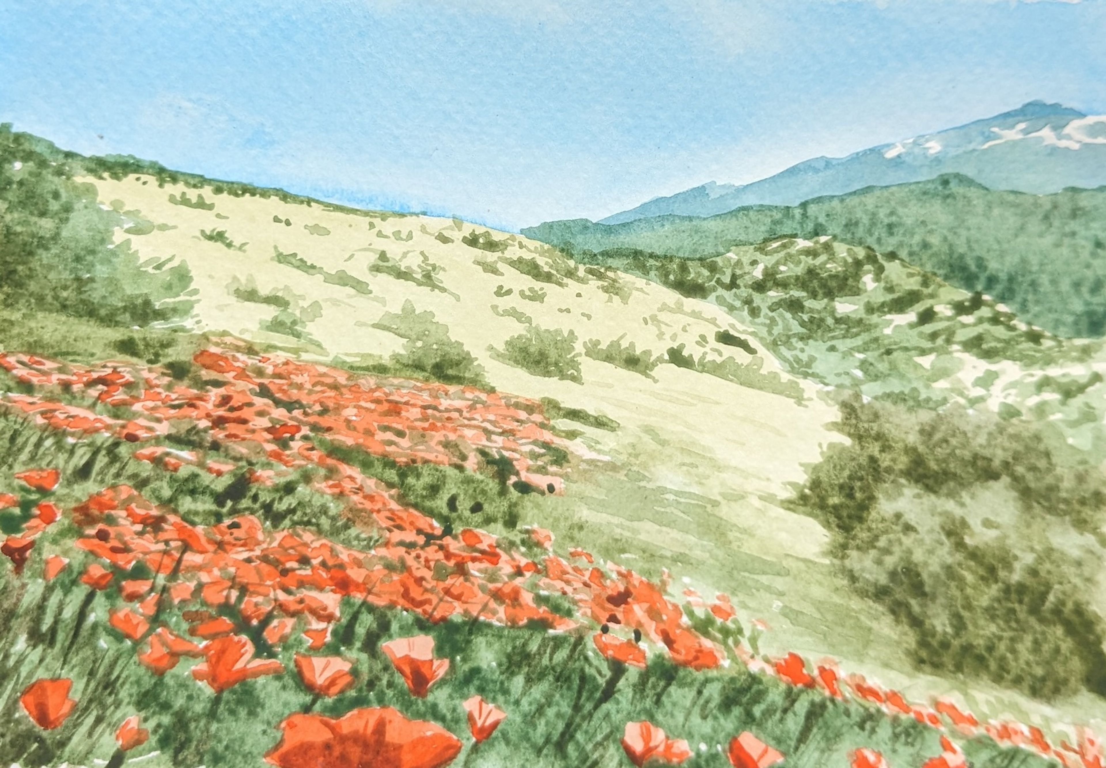 California poppies