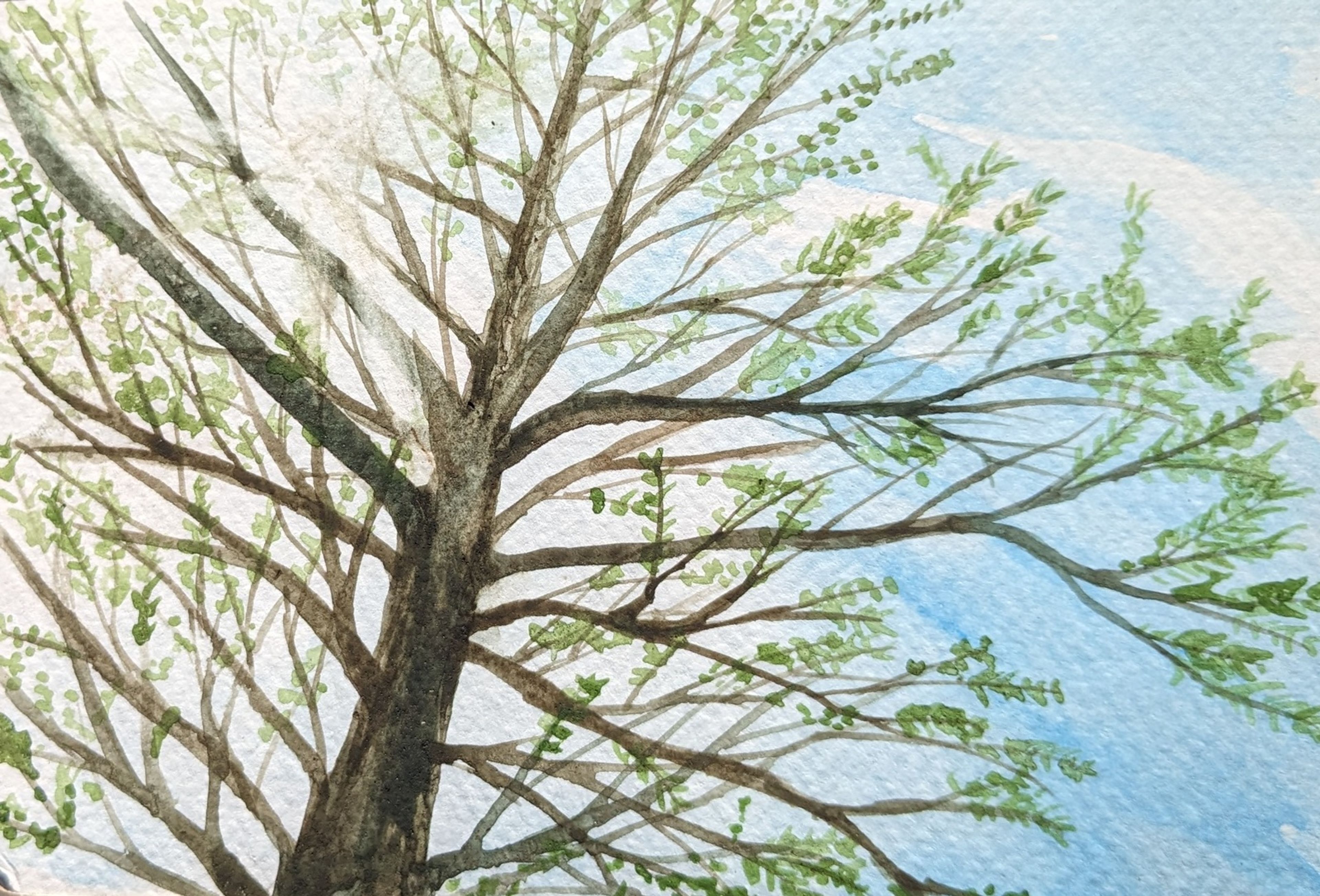 Willow tree against a clear sky