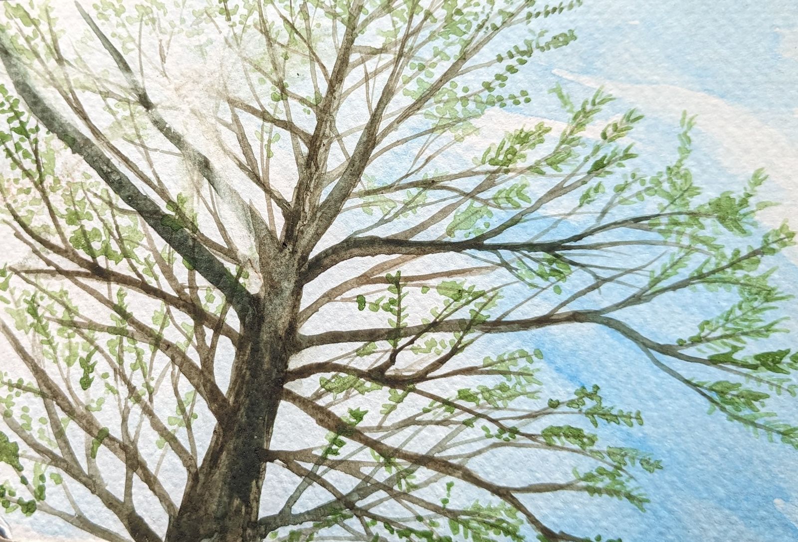 Willow tree against a clear sky