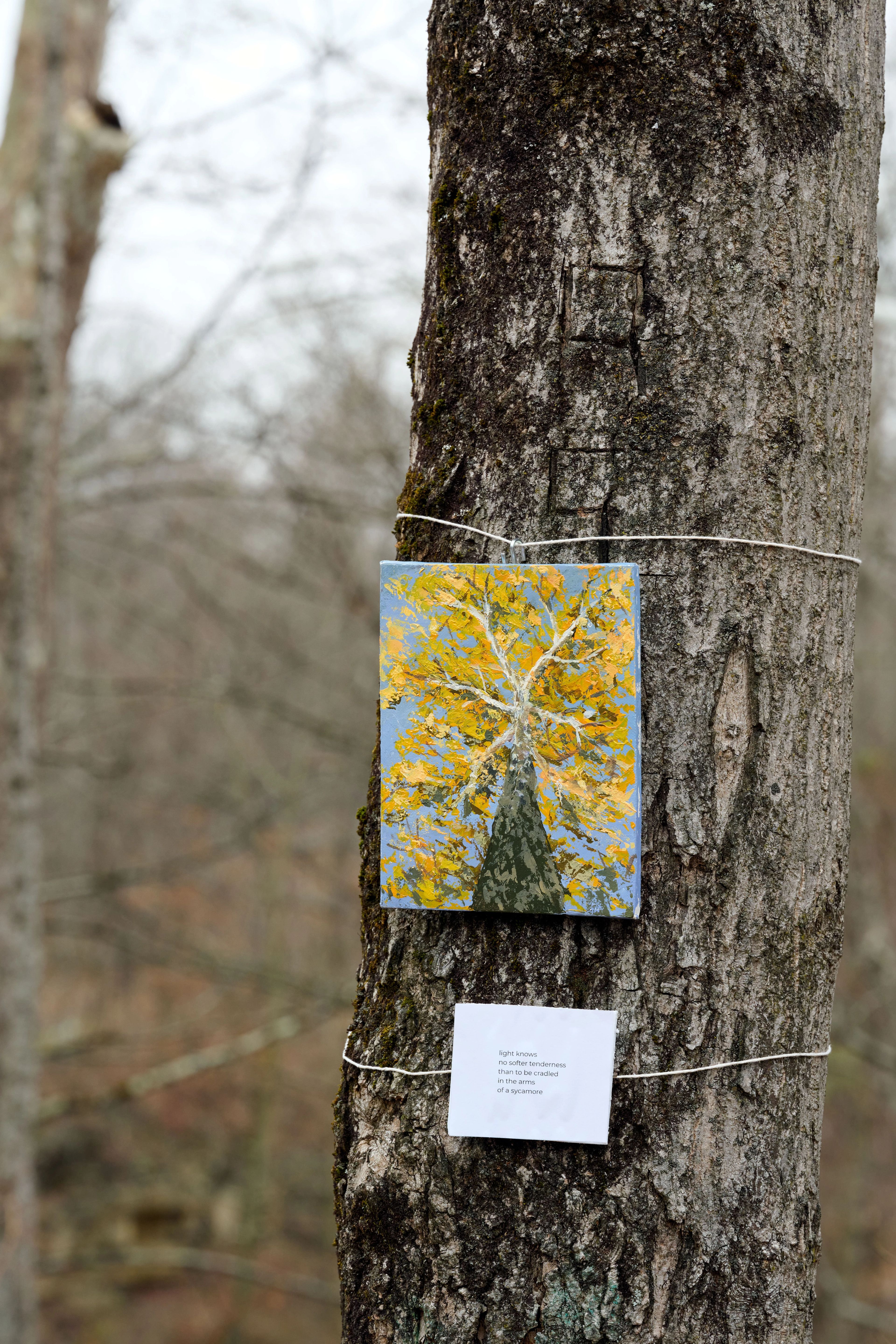 Memories of a Forest exhibition