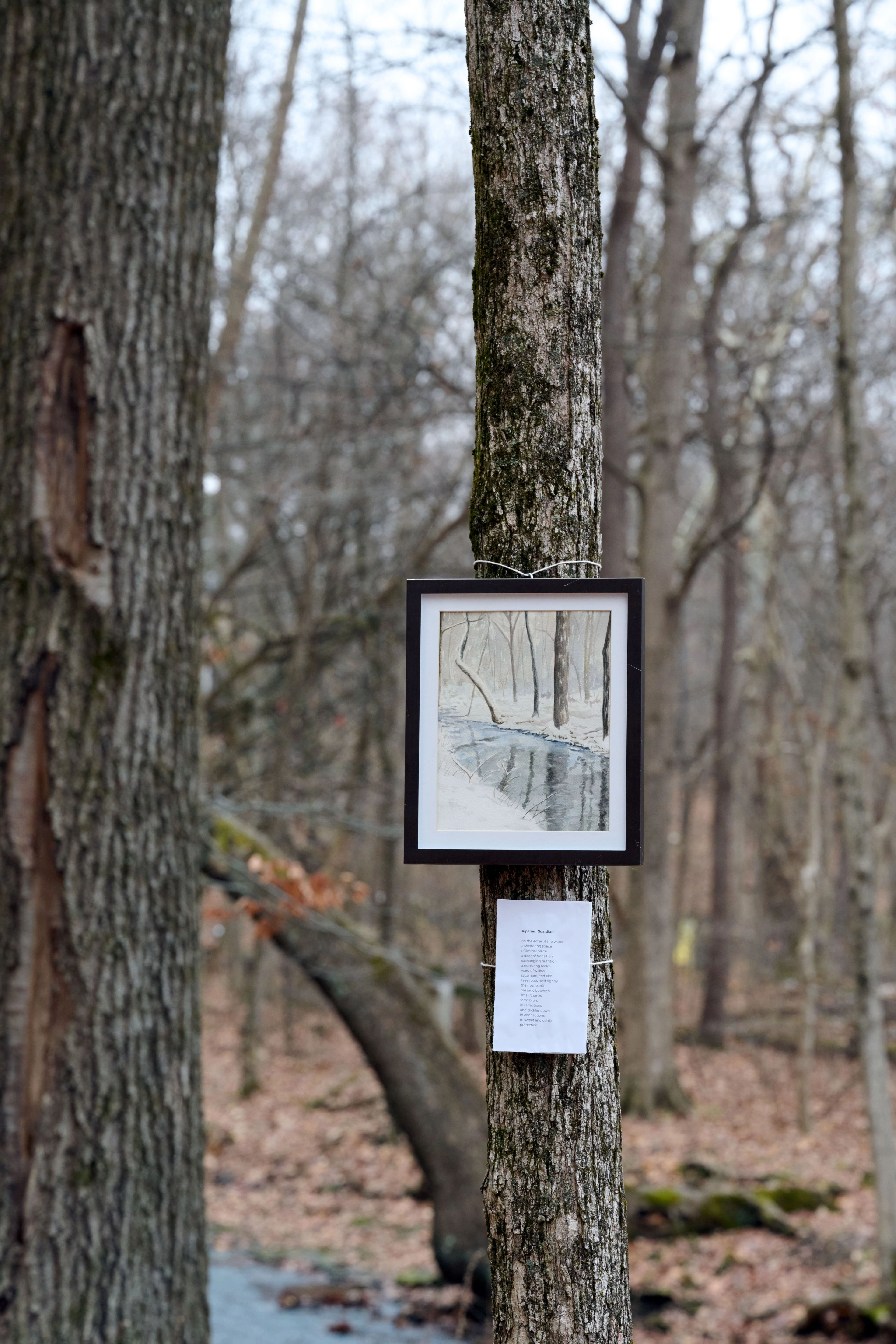 Memories of a Forest exhibition