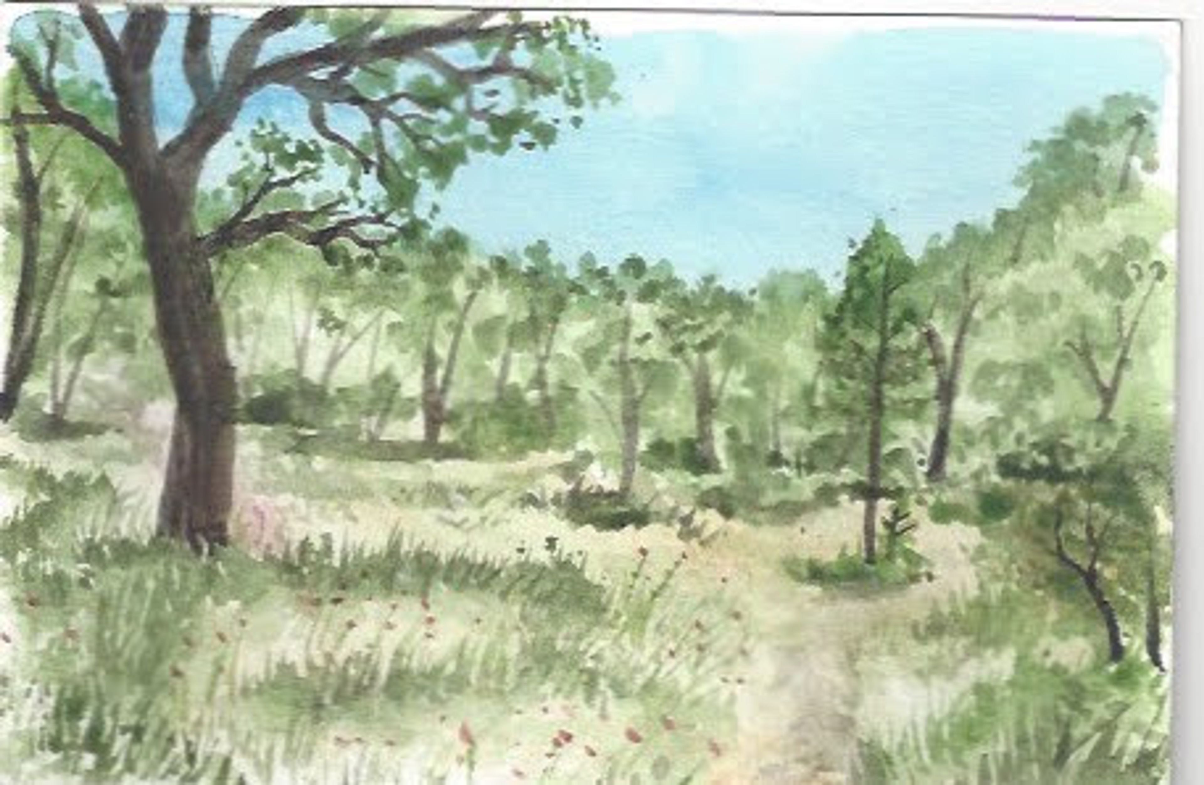 A meadow in central California