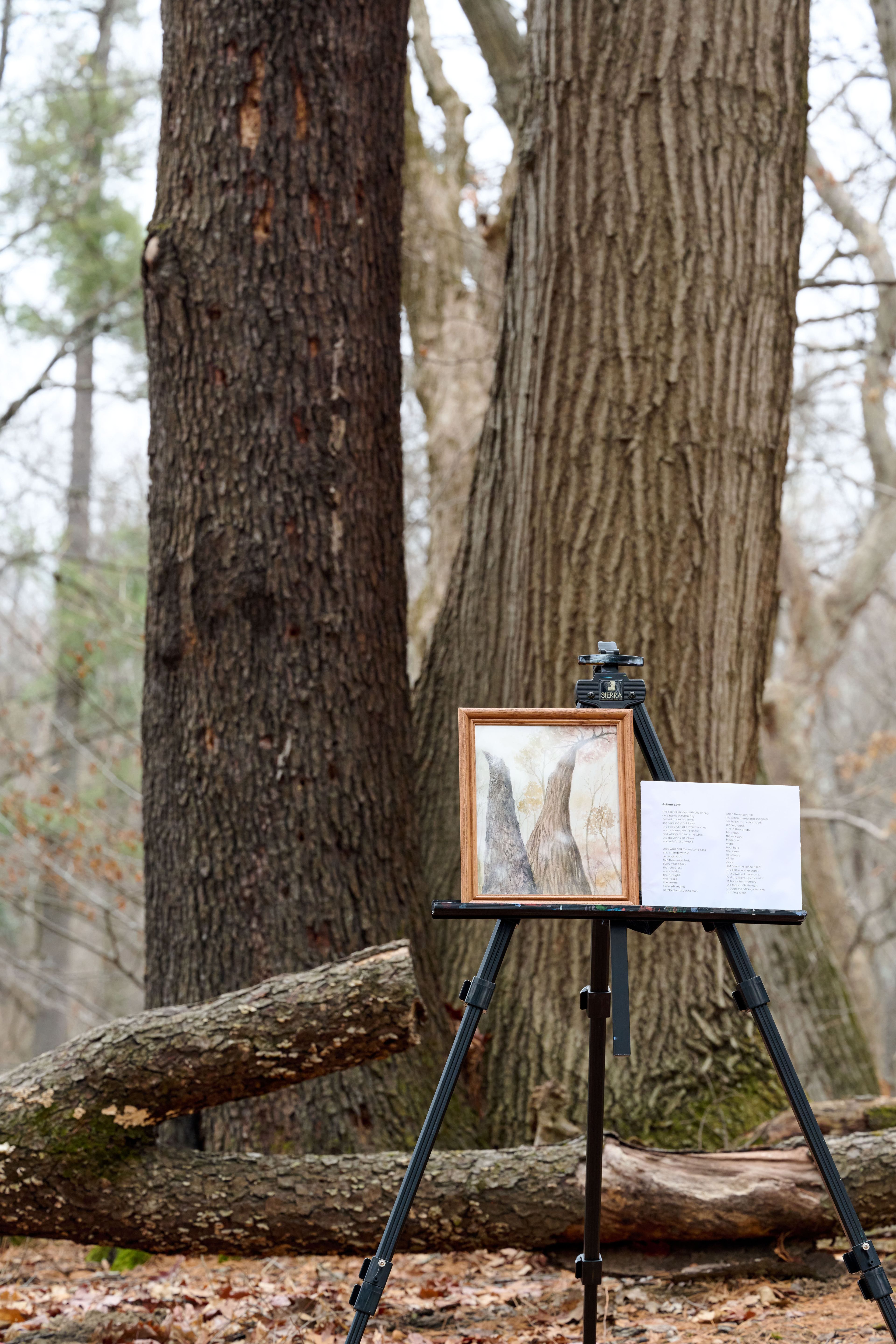 Memories of a forest exhibition