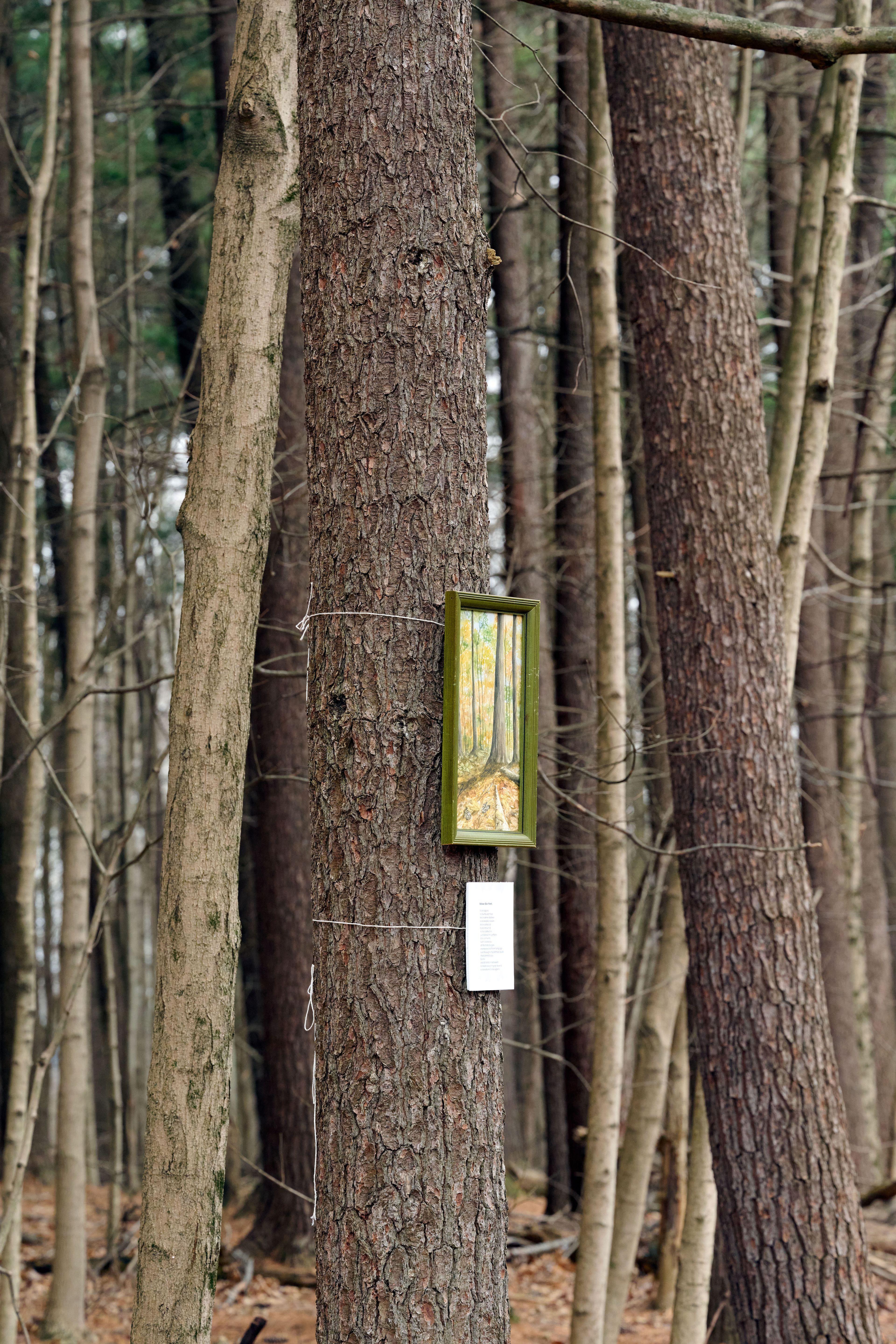 Memories of a Forest exhibition