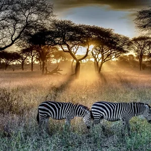 Zebras