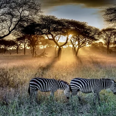 Zebra Crossing