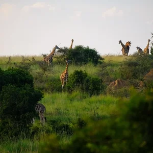 Giraffes