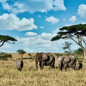 Wild Elephants