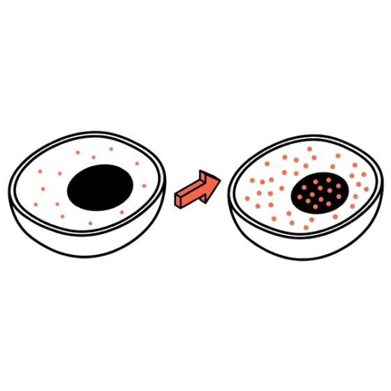 Nuclear Translocation illustration
