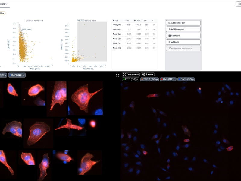 Transfection Efficiency - Actin and Integrin Double Transfection
