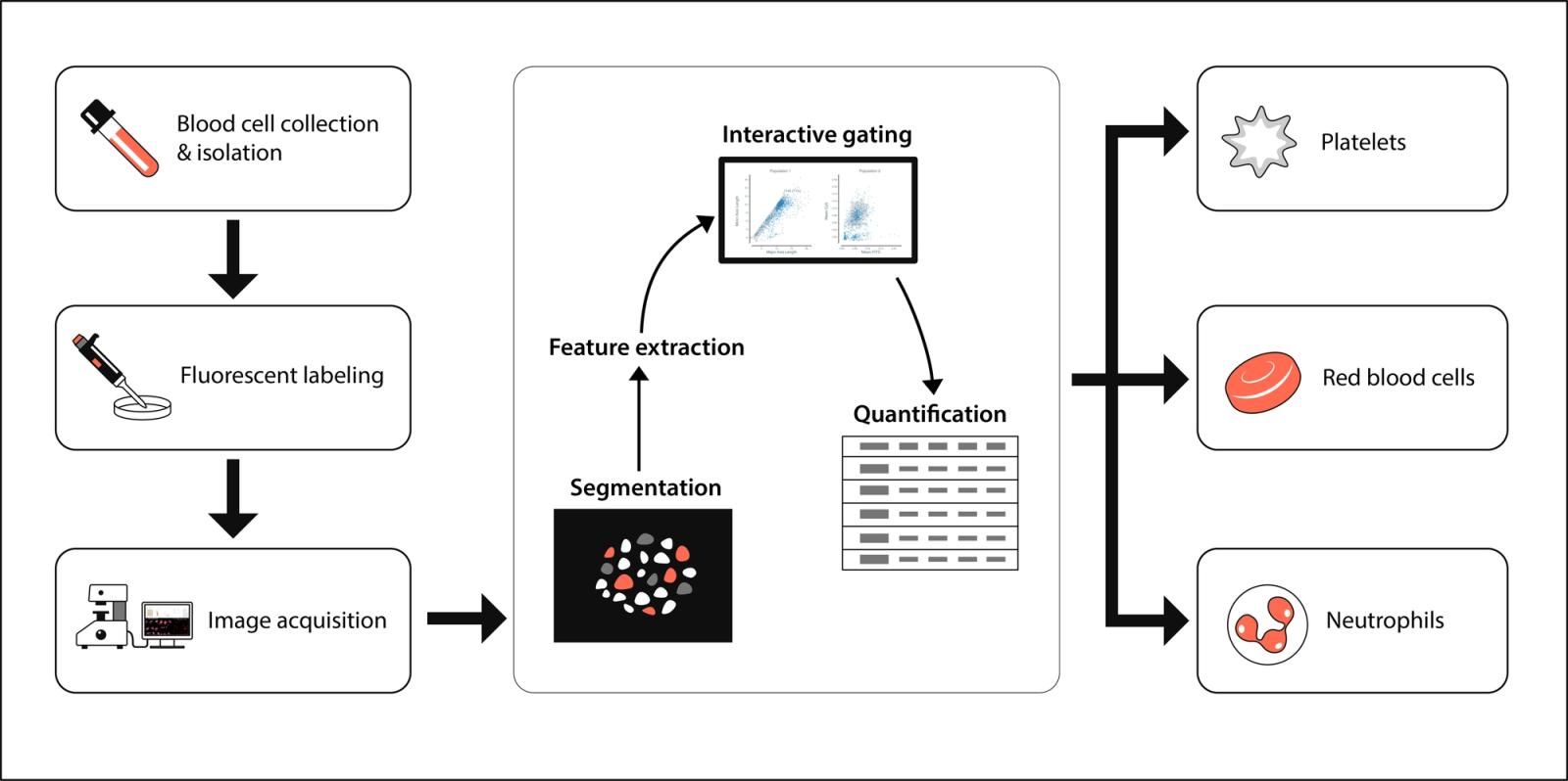 From blood collection and neutrophil isolation through fluorescent labeling, image acquisition with motorized microscopy, Cytely’s automated segmentation and interactive gating analysis, to final quantification of purified populations