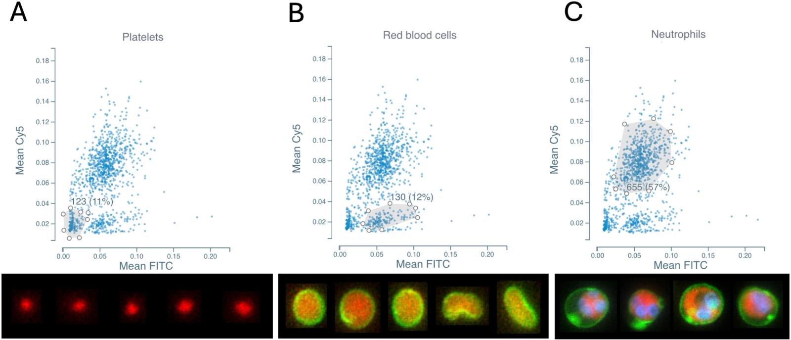 Purified neutrophil subset after exclusion of contaminants