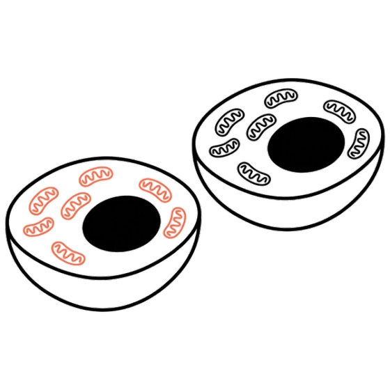 Mitochondrial Membrane Potential — Endpoint illustration