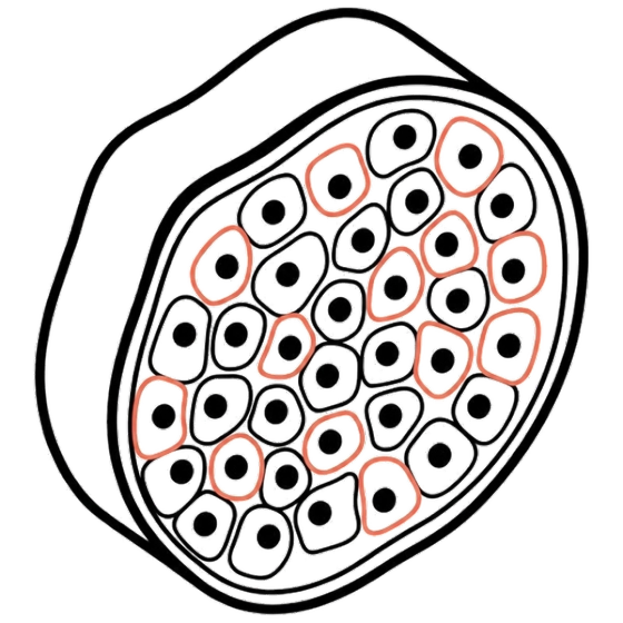 Positive-Cell Density in Tissue illustration