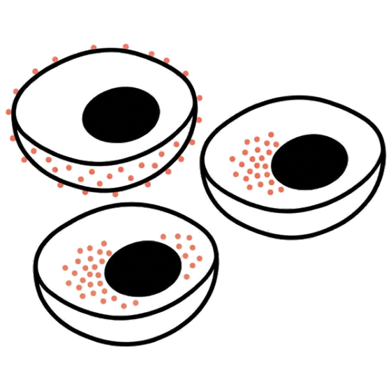 Endpoint Receptor Internalization illustration