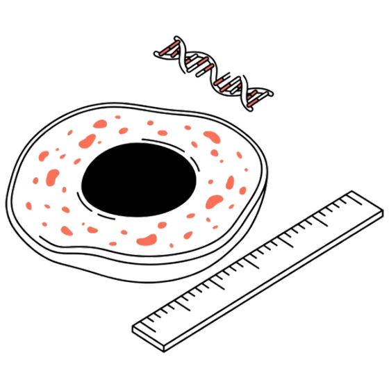 Cellular Senescence (SA-β-gal) & Morphometry illustration